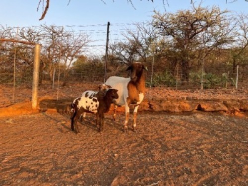 1+2X MEATMASTER OOI/EWE LAPFONTEIN MEATMASTERS