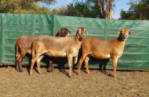 2X MEATMASTER OOI/EWE NEW HEAVEN (Pay per Animal to take all in lot)