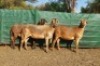 2X MEATMASTER OOI/EWE NEW HEAVEN (Pay per Animal to take all in lot)