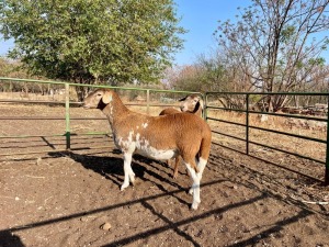 2X MEATMASTER OOI/EWE ROOIKOPPIES MEATMASTERS (Pay per Animal to take all in lot)