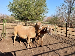 2X MEATMASTER OOI/EWE ROOIKOPPIES MEATMASTERS (Pay per Animal to take all in lot)