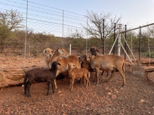 2+4X MEATMASTER OOI/EWE LAPFONTEIN MEATMASTERS (Pay per Animal to take all in lot)