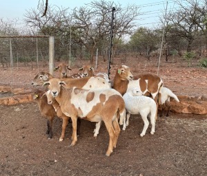 4+5X MEATMASTER OOI/EWE LAPFONTEIN MEATMASTERS (Pay per Animal to take all in lot)