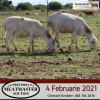 LOT 121 3X MEATMASTER OOIE/EWE DIDYMUS MEATMASTERS(PER STUK OM LOT TE NEEM/PER PIECE TO TAKE THE LOT) - 2