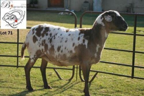1X MEATMASTER OOI/EWE B3GENETICS PTY LTD