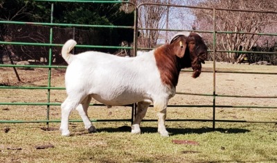 1X BOERBOK RAM STUD BEZUIDENHOUT BBS