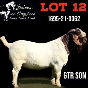 1X BOERBOK RAM FLOCK SALMON VAN HUYSSTEEN BOER GOAT STUD