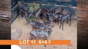 6+4X SWART ROOIBOK (PER STUK OM LOT TE NEEM)