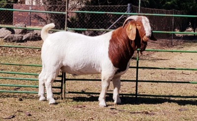 1X BOERBOK RAM STUD BEZUIDENHOUT BBS