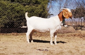 1X BOERBOK OOI/EWE FLOCK BEZUIDENHOUT BBS