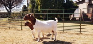 1X BOERBOK OOI/EWE STUD BEZUIDENHOUT BBS