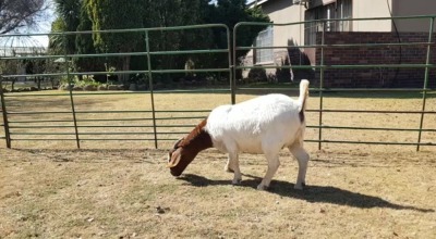 1X BOERBOK OOI/EWE FLOCK BEZUIDENHOUT BBS