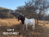 ONTREK RAM SEKELBOS BOERBOKSTOET