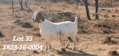 1X BOERBOK OOI/EWE STUD SEKELBOS BOERBOKSTOET