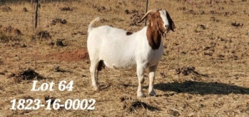 ONTREK OOI/EWE SEKELBOS BOERBOKSTOET