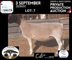 LOT 7 1X DORPER OOI/EWE VICTOR KRUGER- DORPERS