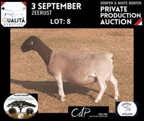 LOT 8 1X DORPER OOI/EWE VICTOR KRUGER- DORPERS