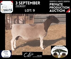 LOT 9 1X DORPER OOI/EWE VICTOR KRUGER- DORPERS