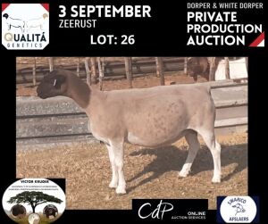 LOT 26 1X DORPER OOI/EWE VICTOR KRUGER DORPERS