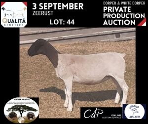 LOT 44 1X DORPER OOI/EWE VICTOR KRUGER DORPERS