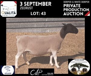 LOT 43 1X DORPER OOI/EWE VICTOR KRUGER DORPERS