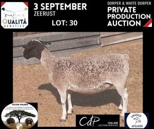 LOT 30 1X DORPER OOI/EWE VICTOR KRUGER DORPERS