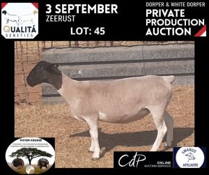 LOT 45 1X DORPER OOI/EWE VICTOR KRUGER DORPERS