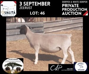 LOT 46 1X DORPER OOI/EWE VICTOR KRUGER DORPERS