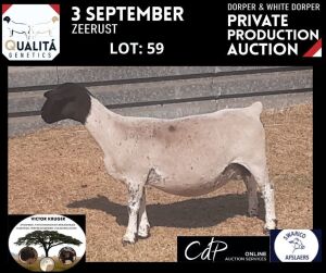 LOT 59 1X DORPER OOI/EWE VICTOR KRUGER DORPERS