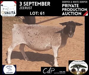 LOT 61 1X DORPER OOI/EWE VICTOR KRUGER DORPERS