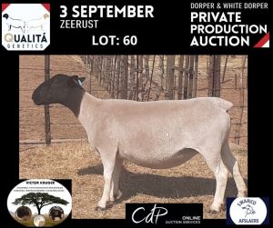 LOT 60 1X DORPER OOI/EWE VICTOR KRUGER DORPERS