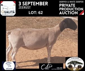 LOT 62 1X DORPER OOI/EWE VICTOR KRUGER DORPERS