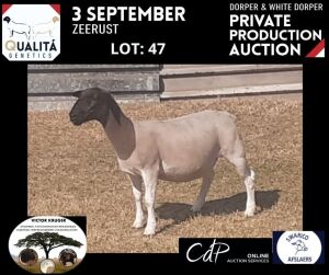 LOT 47 1X DORPER OOI/EWE VICTOR KRUGER DORPERS