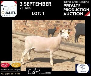 LOT 1 1X WITDORPERS OOI/EWE ANNELIE JONKER- CHAFRA WITDORPERS