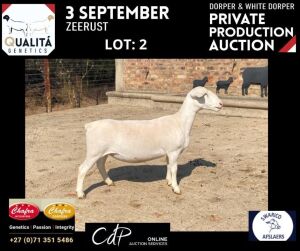 LOT 2 1X WITDORPERS OOI/EWE ANNELIE JONKER- CHAFRA WITDORPERS