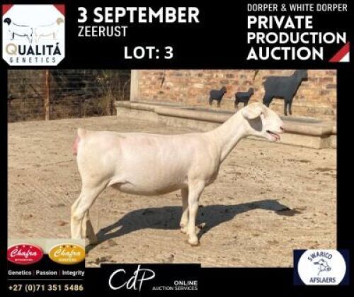 LOT 3 1X WITDORPERS OOI/EWE ANNELIE JONKER- CHAFRA WITDORPERS