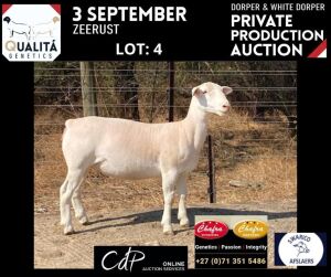 LOT 4 1X WITDORPERS OOI/EWE ANNELIE JONKER- CHAFRA WITDORPERS