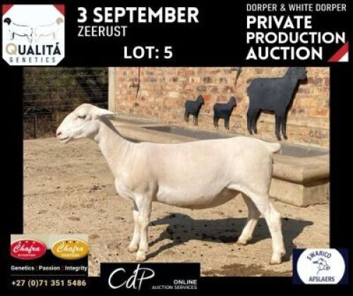 LOT 5 1X WITDORPERS OOI/EWE ANNELIE JONKER- CHAFRA WITDORPERS