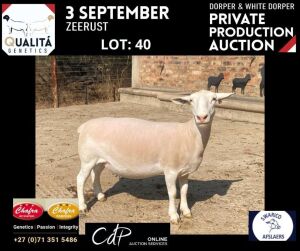 LOT 40 1X WITDORPERS OOI/EWE ANNELIE JONKER- CHAFRA WITDORPERS