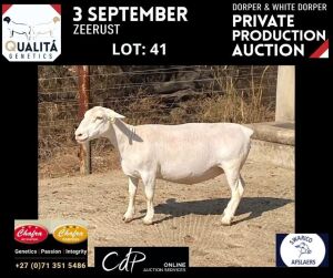 LOT 41 1X WITDORPERS OOI/EWE ANNELIE JONKER- CHAFRA WITDORPERS