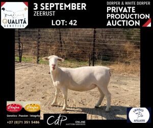 LOT 42 1X WITDORPERS OOI/EWE ANNELIE JONKER- CHAFRA WITDORPERS