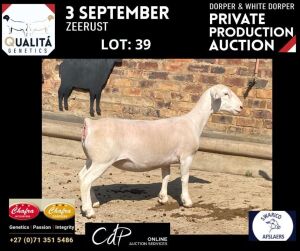 LOT 39 1X WITDORPERS OOI/EWE ANNELIE JONKER- CHAFRA WITDORPERS