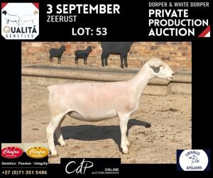 LOT 53 1X WITDORPERS OOI/EWE ANNELIE JONKER- CHAFRA WITDORPERS