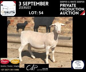 LOT 54 1X WITDORPERS OOI/EWE ANNELIE JONKER- CHAFRA WITDORPERS