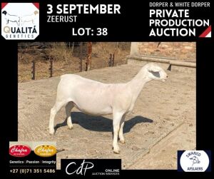 LOT 38 1X WITDORPERS OOI/EWE ANNELIE JONKER- CHAFRA WITDORPERS