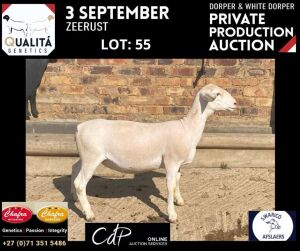 LOT 55 1X WITDORPERS OOI/EWE ANNELIE JONKER- CHAFRA WITDORPERS