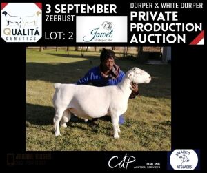 LOT 2 1X DORPER STUD RAM JOWEL WITDORPERS/ JOANNE VISSER