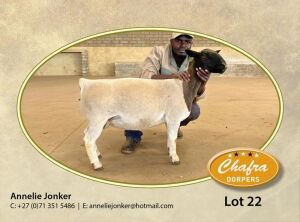 LOT 22 1X DORPER OOI/EWE ANNELIE JONKER- CHAFRA DORPERS