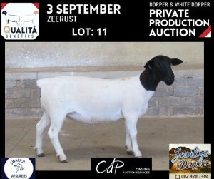 LOT 11 1X DORPER T5 OOI/EWE JOWILIZE DORPERS / ELIZE VISSER