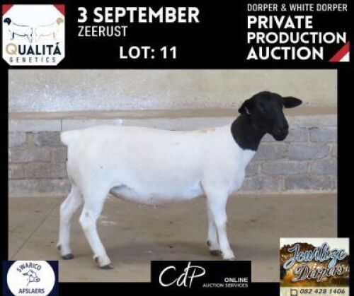 LOT 11 1X DORPER T5 OOI/EWE JOWILIZE DORPERS / ELIZE VISSER